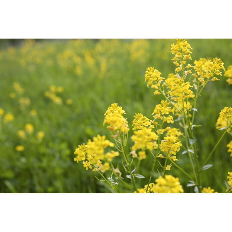 Wild Mustard by LordRunar - No Frame Art Prints on Canvas, 81cm H x 122cm W