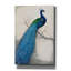«Peacock Blue I» par Tim O'toole, art mural sur toile-1447779416