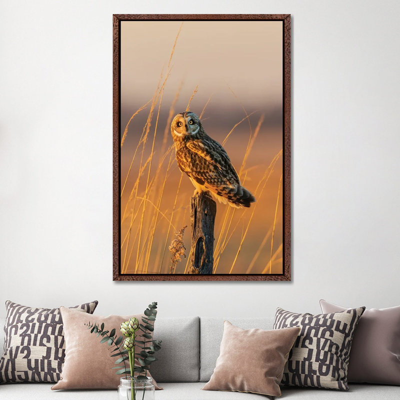 Short-Eared Owl Perched On Fence Post, Prairie Ridge State Natural Area, Marion County, Illinois. 1 Piece Wall Art on Canvas