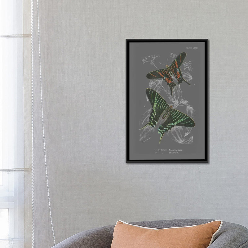Lepidoptera ii, impression sur toile tendue, H 26 po x l 18 po x P 1,5 po, Toile avec cadre noir, Pas de tapis