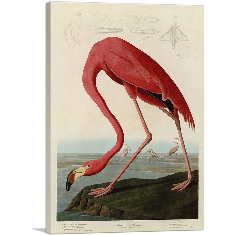 «American Flamingo» par James Audubon, reproduction d'art sur toile tendue, H 18 po x l 12 po x 1,5 po