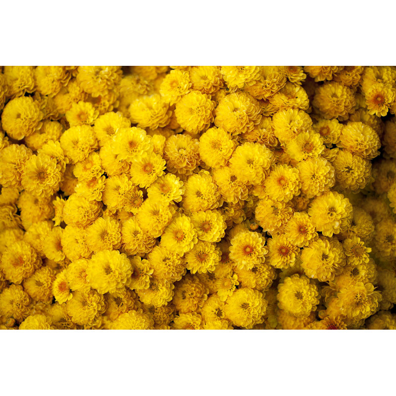 Yellow Chrysanthemum - Photographie sur toile tendue, H 8 po x l 12 po
