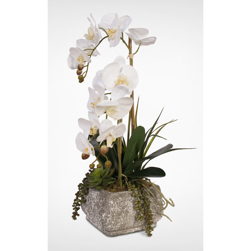 Arrangement floral mélangé en pot
