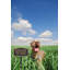 Beware of Dog Garden Sign-920676955