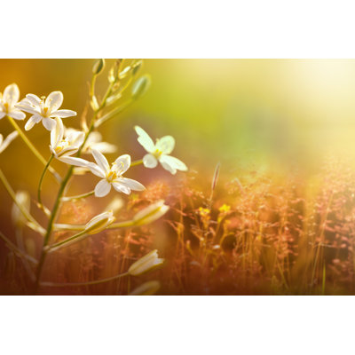 Beautiful Nature - Photographie sur toile tendue