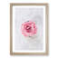 Lone Pink Rose - Framed Print-56852815-56852819