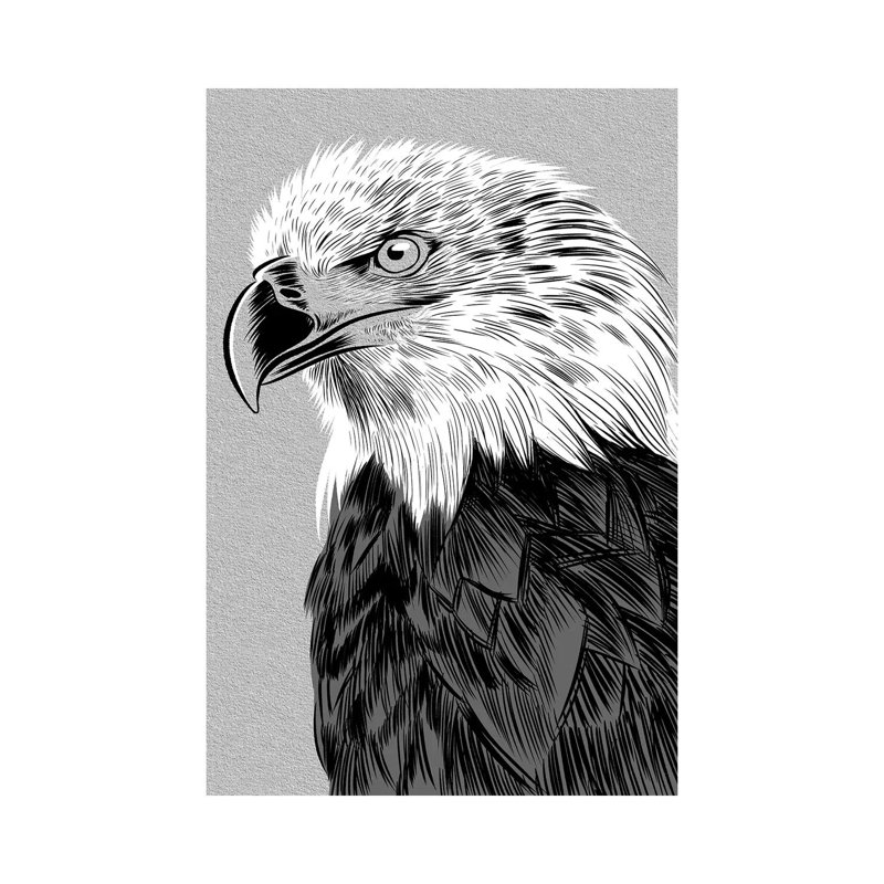 Eagle Sketch by Alberto Perez - Wrapped Canvas Print, 20.32 cm H x 30.48 cm W