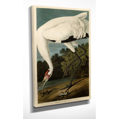 " Hooping Crane " by John Audubon