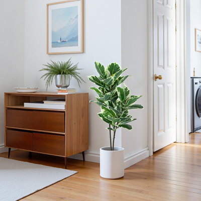 39 po Faux plante en pot d'hévéa pour plante d'intérieur en pot