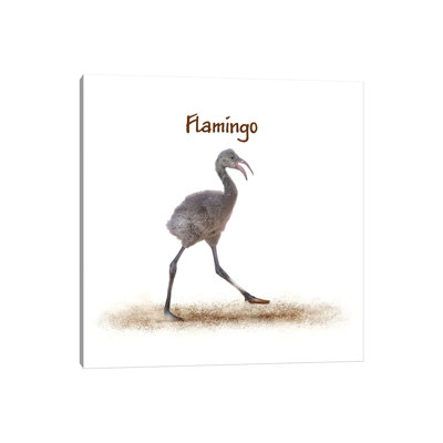 Baby Flamingo Walking by Susan Schmitz - Print on Canvas