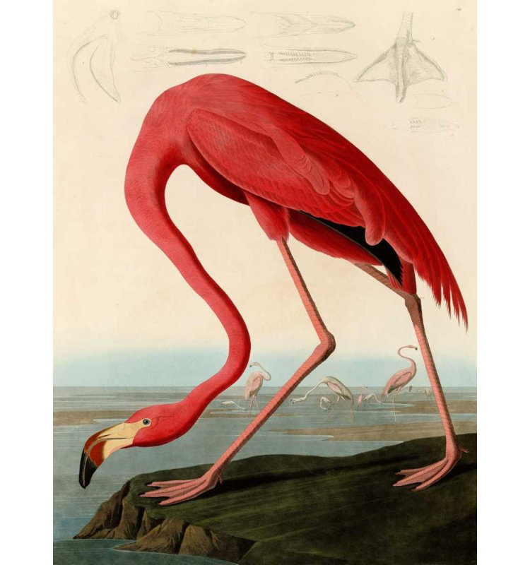 Bayou Breeze Audubon, John James Gallery, reproduction d'art sur toile titrée: Flamant rouge américain