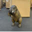 Statue de marmotte debout grandeur nature