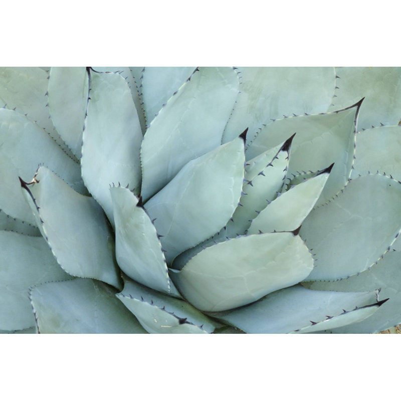 Agave Détail IV, H 32 po x l 48 po x P 1,25 po