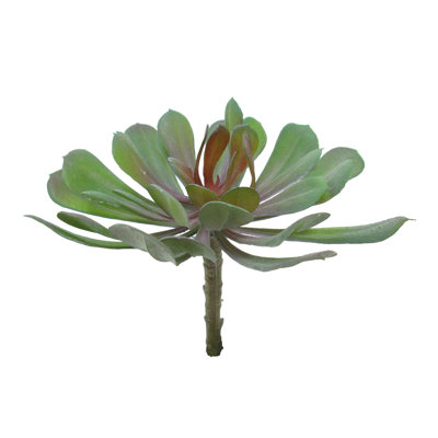 Plante grasse artificielle 6 po Aeium Lotus