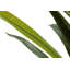 100cm Faux Flowering Plant in Pot