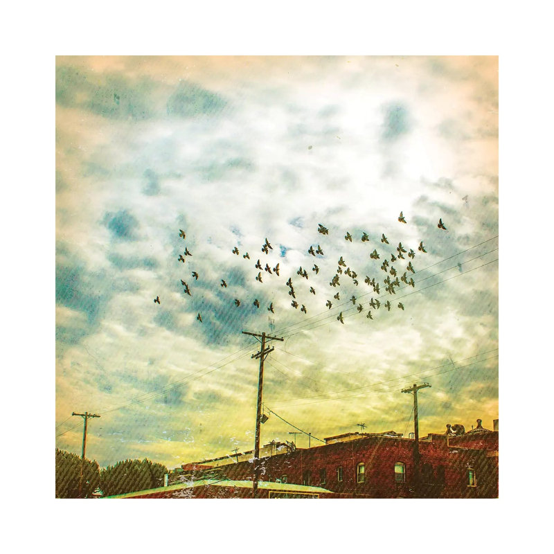 Birds On Wires V by Thomas Brown - Wrapped Canvas Gallery-Wrapped Canvas Giclée, 45.72cm H x 45.72cm W
