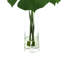 Split Leaf Philodendron In Water-1357594657