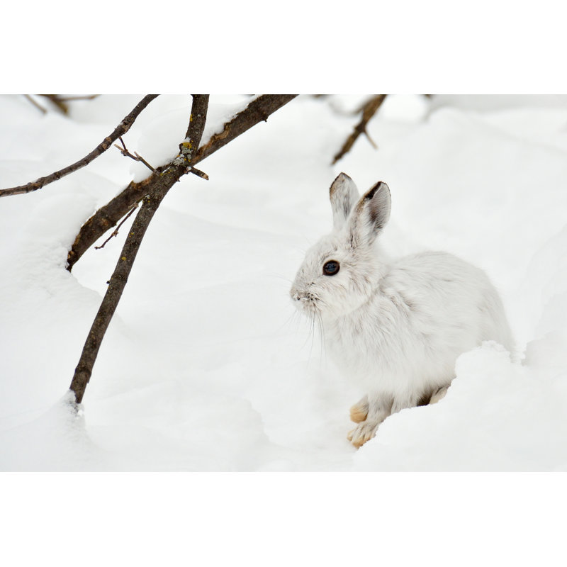 Motionless Polar Hare - Wrapped Canvas Print, 51cm H x 76cm W x 3.8cm D