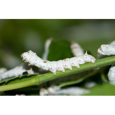 «Silkworm» par Bmpix - photographie sur toile tendue