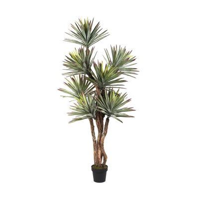 6.5' Agave Tree in Black Nursery Pot