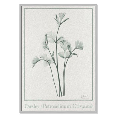 Jeanette "Parsley II" Print by Albert Koetsier