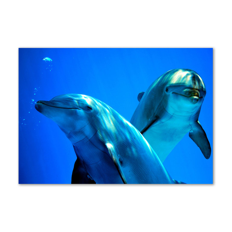 Two Dolphins - Wrapped Canvas Print