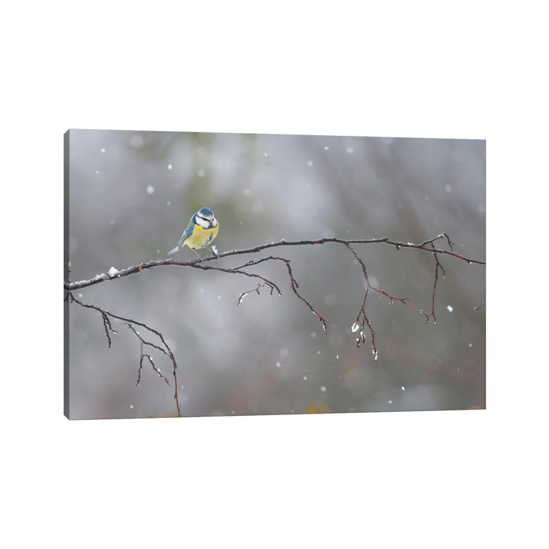 Blue Tit in Winter 1 Piece Wrapped Canvas Wall Art, 20.32 cm H x 30.48 cm W