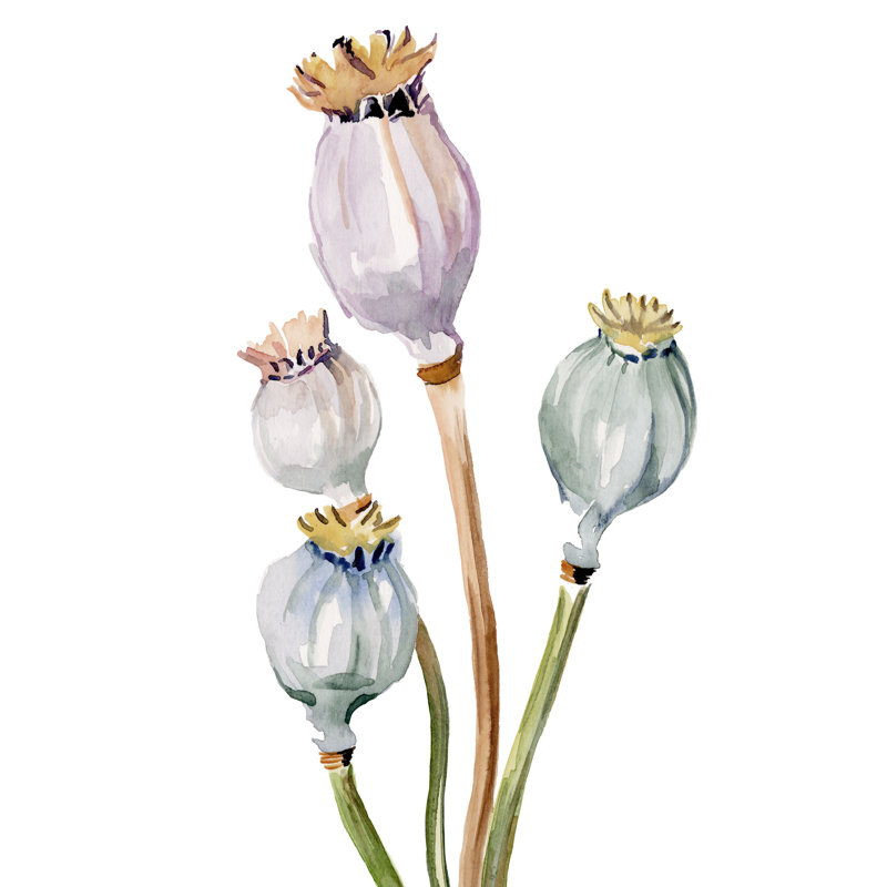 Poppy Pods II by Jennifer Paxton Parker - Painting, 122 cm H x 81 cm W, Wrapped Canvas