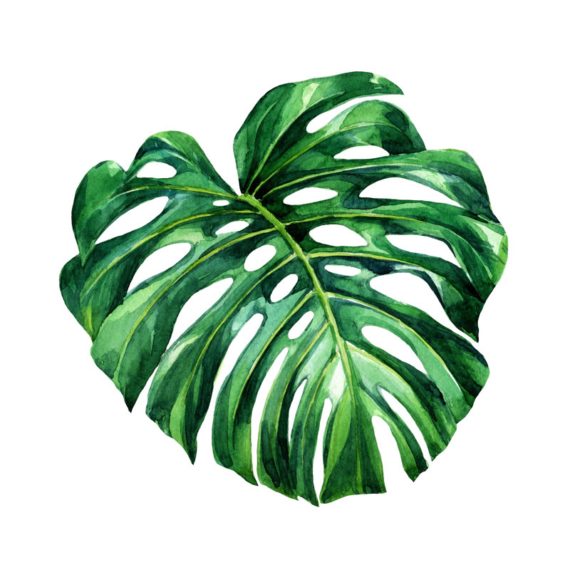 Leaf Tropical Plants - Wrapped Canvas Print, 51cm H x 51cm W x 3.8cm D