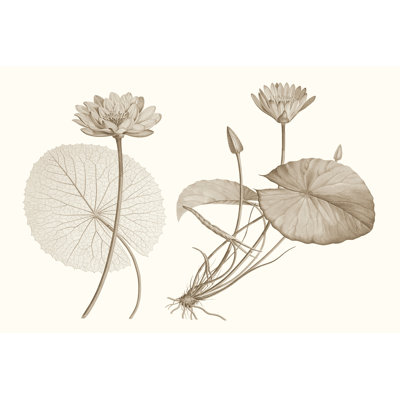 Sépia nénuphar II