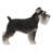 Standing Miniature Schnauzer