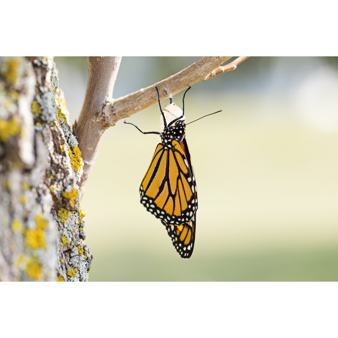 Monarch Schmetterling - Druck