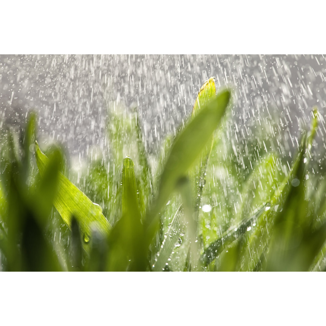 Gras und Regen von Sbayram - Druck auf Leinwand ohne Rahmen