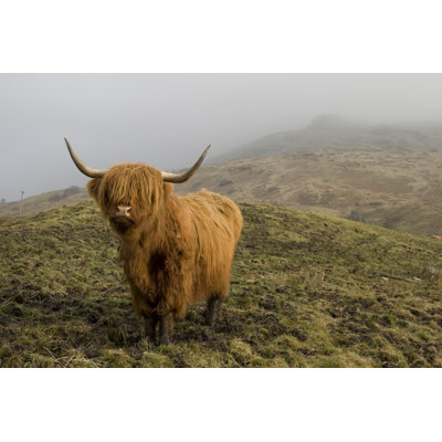 Highland Coo. by Empato - Wrapped Canvas Print