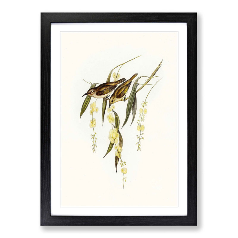 Brown Honeyeater Birds by Elizabeth Gould - Picture Frame Graphic Art Print, Black Framed, 36cm H x 27cm W x 2cm D