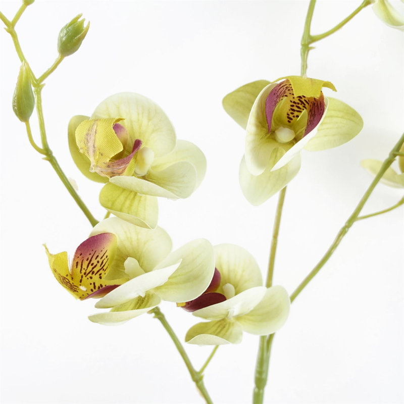 Pack of 6 x 80cm Cream Mini Orchid, Cream