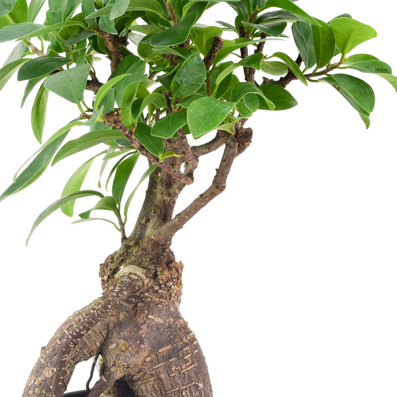 13'' Ficus Plant, 13" H x 4" W x 4" D