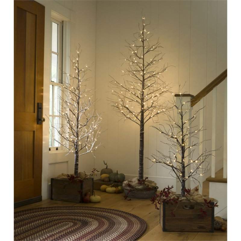 Sapin éclairé bouleau