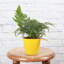 Live Rabbit's Foot Fern Plant