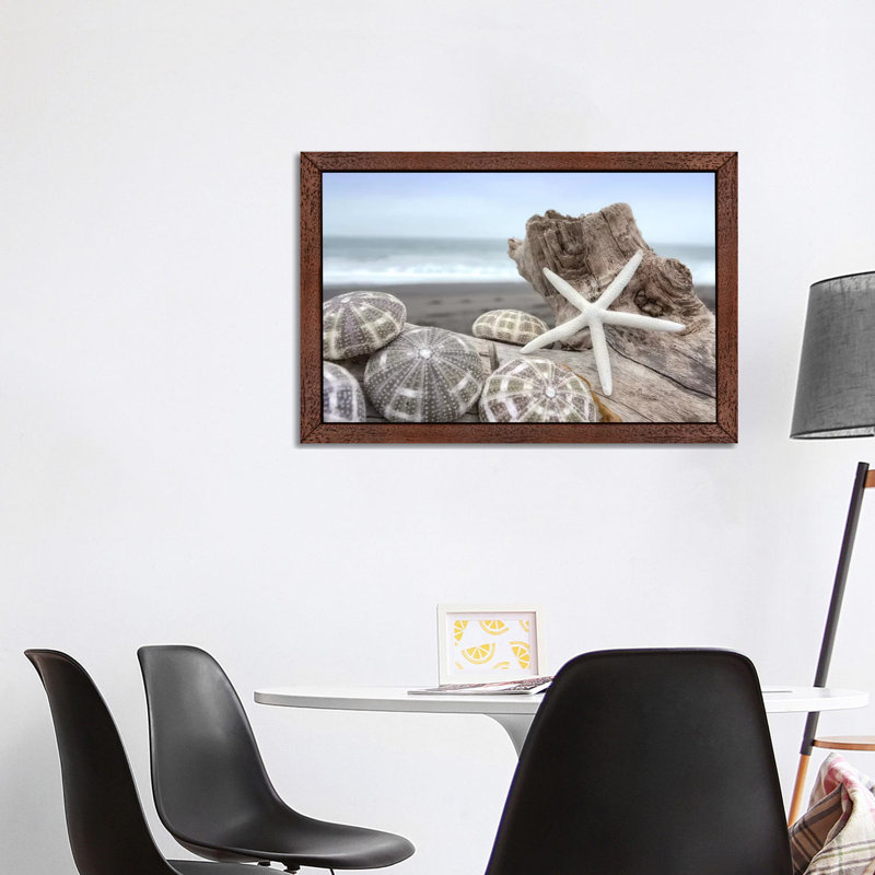 Crescent Beach Shells V by Alan Blaustein - Floater Frame Print on Canvas, Brown Framed, 66.04 cm H x 45.72 cm W