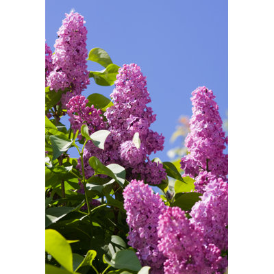 Lilac Flowers Blooming by Argument - Wrapped Canvas Print