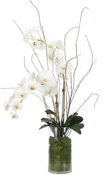 Orchidée phalaenopsis, blanc, mousse, verre cylindrique