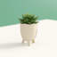 Plante grasse artificielle en pot 2 po-1576093635