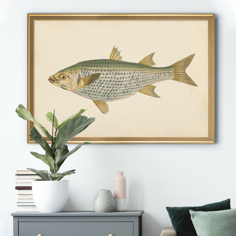 " Donovan Antique Fish IV ", Gold, 18.5" H x 24.5" W x 1.5" D