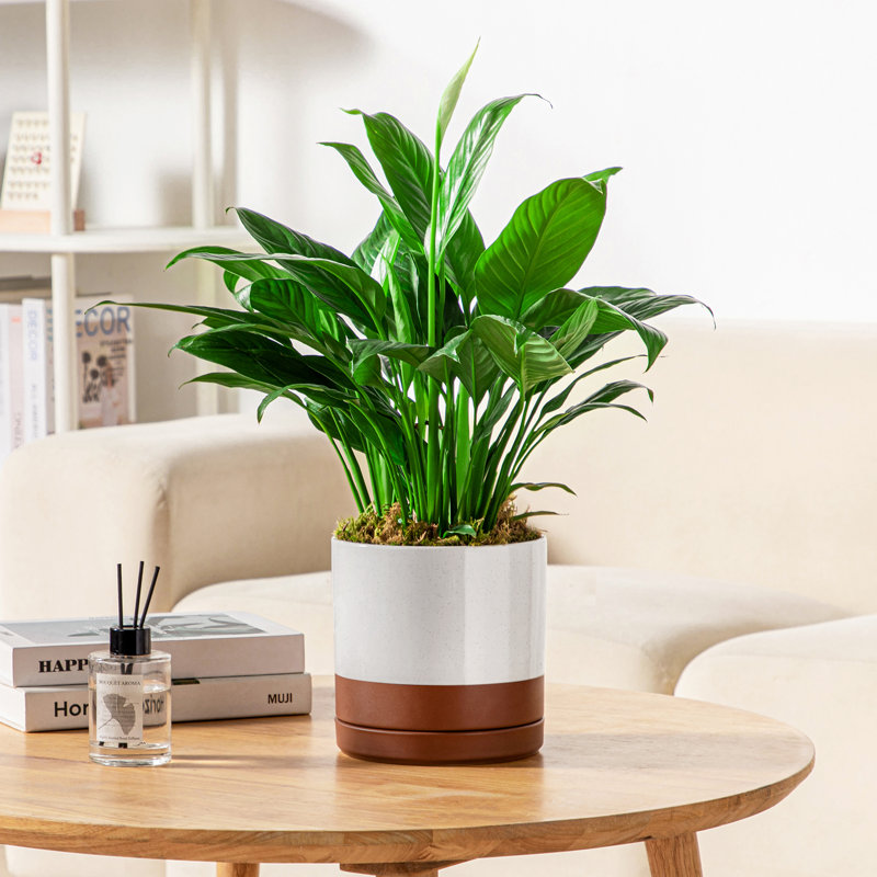 FLHPOT Ceramic Pot Planter, Khaki