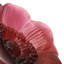 Anemone Sculpture-43161261