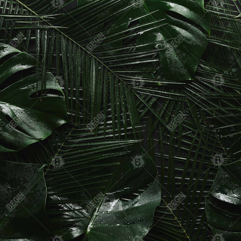 Toile de jungle tropicale - art de chambre à coucher floral et botanique exotique