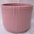 Rose est en rupture de stock