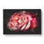 Pink Rose Flower Vol.4 - Wrapped Canvas-61882829
