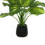 Hosta Plant
